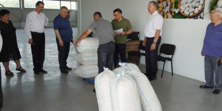 Zaqatalada mövsümün ilk günündə 493 kiloqram yaş barama təhvil verilib
