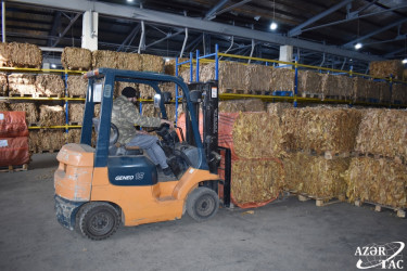 “Zaqatala AGRO İndustry” MMC ötən il Rusiya bazarlarına 60 ton quru tütün ixrac edib